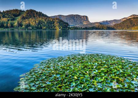 Slovenia, Upper Carniola, Water lilies floating on shore of Lake Bled Stock Photo