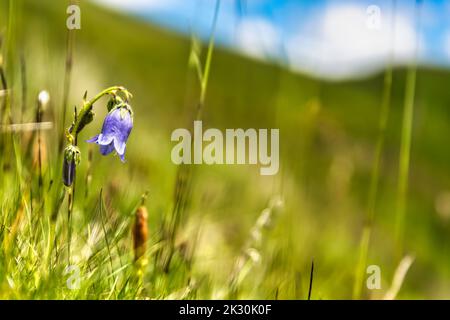 Purple bellflower (Campanula alpina) blooming in spring Stock Photo