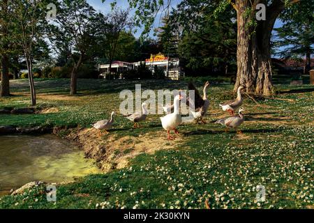 Geese walking at park on sunny day Stock Photo