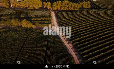 Spain, Catalonia, Lleida, Aerial view of dirt road stretching through vast countryside fields at dusk Stock Photo