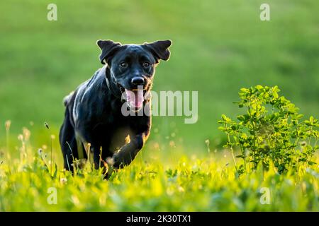 Black Labrador Retriever running on meadow Stock Photo