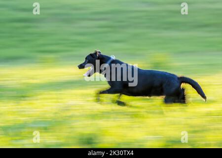 Black Labrador running on meadow Stock Photo