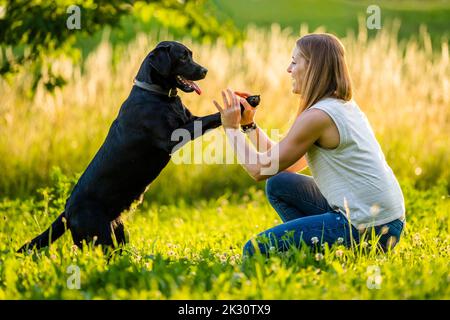 Cheerful woman playing with Black Labrador in grass on sunny day Stock Photo