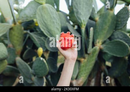 Hands of farmer holding tomato in front of prickly pear cactus Stock Photo