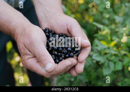 Hands of farmer holding black currant berries Stock Photo