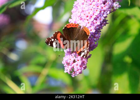 Red admiral (Vanessa atalanta) perching on blooming flowers Stock Photo