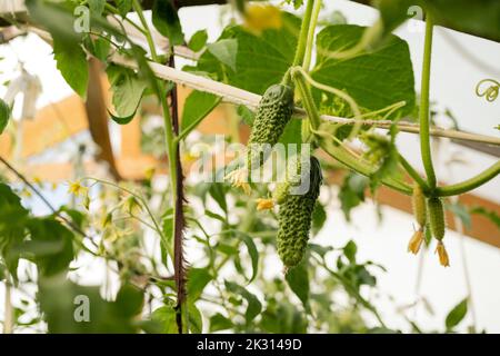 Fresh cucumbers grown on plant in greenhouse Stock Photo