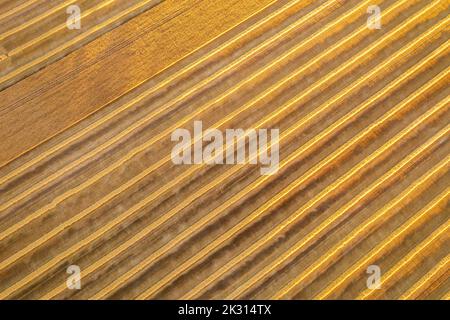 Aerial view of harvested wheat field with scattered hay bales across ...