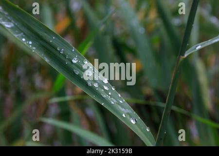 Green leaf covered in raindrops Stock Photo