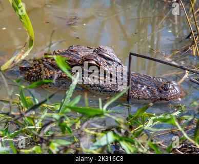 American Alligator Head sitting above the water in a swamp. Stock Photo