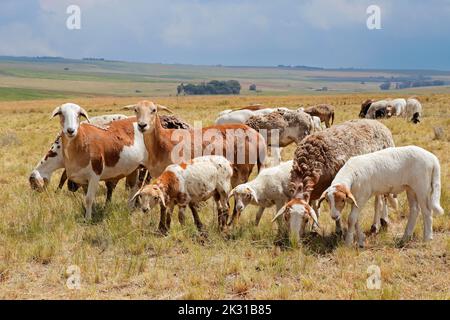 Meatmaster sheep - indigenous sheep breed of South Africa - on rural farm Stock Photo