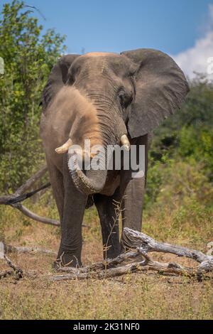 African elephant stands by log spraying dust