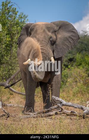 African elephant standing by log spraying dust