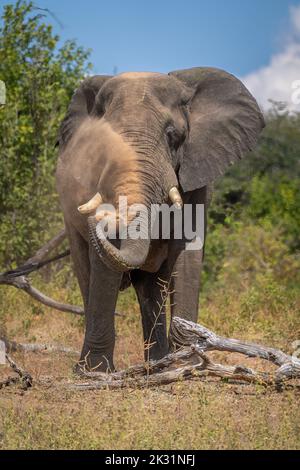 African elephant stands beside log spraying dust