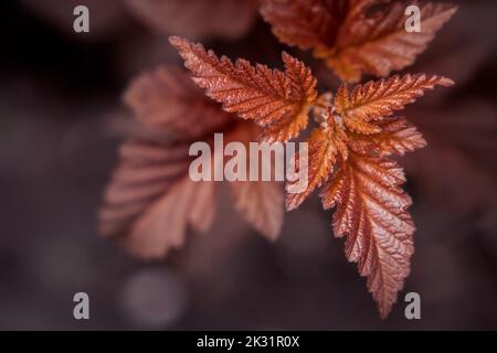 Beautiful closeup shot of orange leaves on a tree branch on the blue ...