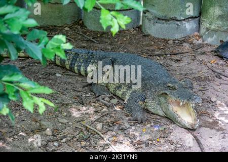 The Siamese crocodile (Crocodylus siamensis) is a medium-sized freshwater crocodile.  The species is critically endangered Stock Photo