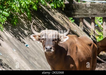 the closeup image of male Banteng. It  is a species of wild cattle found in Southeast Asia. Found on Java and Bali in Indonesia; the males are black Stock Photo