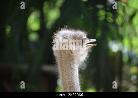 emotional view of ostrich Stock Photo