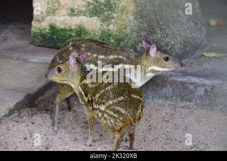 Couple of moschiola (indian spotted chevrotain) Stock Photo