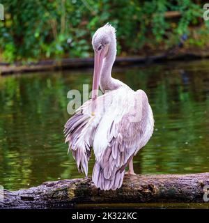Great pelican perched on a log in the lake and fixing the plumage Stock Photo