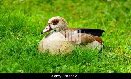 Small brightly colored duck resting in the green meadow. Stock Photo