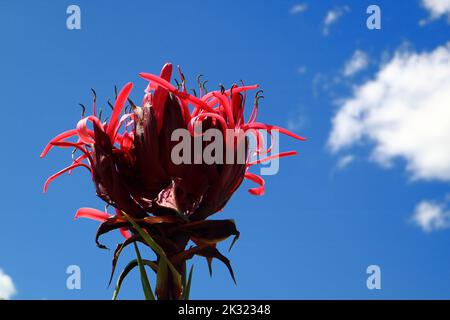 Close up of a red and purple Agave flower agaist blue sky Stock Photo