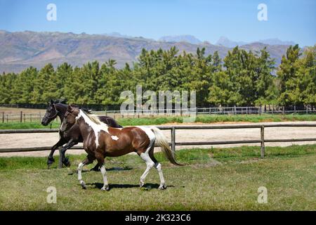 Running together. two horses running in a field on a ranch. Stock Photo