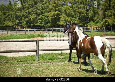 Caught their attention. two horses trotting in a field on a ranch. Stock Photo