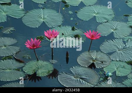 red lotus water lily blooming on water surface and dark blue leaves toned, purity nature background, aquatic plant, symbol of buddhism. Stock Photo