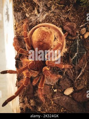 A vertical shot of species of tarantula in captivity Stock Photo