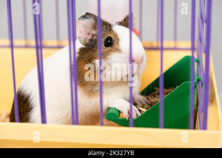 A small guinea pig eats food from a caged feeder. Stock Photo