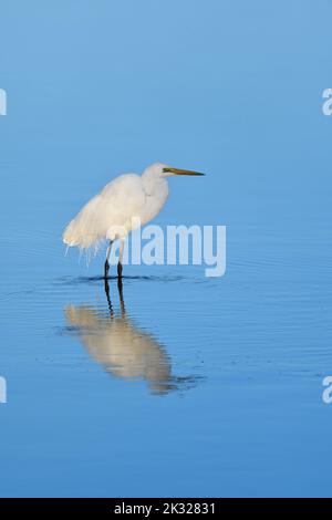 A white adult Australian Great Egret -Ardea alba ( in breeding plumage )- bird standing in the shallows of a tidal river in soft early morning light Stock Photo