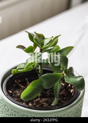 A vertical closeup high-angle shot of a small green plant in a pot with a blur background Stock Photo
