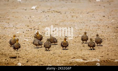 Group of Namaqua sandgrouse walking front view in dry land in Kgalagadi transfrontier park, South Africa; specie Pterocles namaqua family of Pteroclid Stock Photo