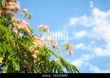 Pink fluffy flowers of Persian silk tree (Albizia julibrissin) on blue sky background. Japanese acacia or pink silk tree the family Fabaceae. Stock Photo