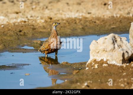 Burchell's Sandgrouse male bathing in waterhole in Kgalagadi transfrontier park, South Africa; specie Pterocles burchelli family of Pteroclidae Stock Photo