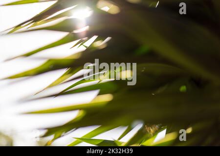 Close-up view of palm tree leaves with sun beam passing through Stock Photo