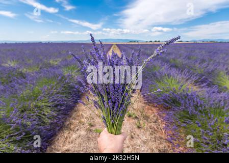 Close-up of hand holding lavender bouquet in lavender field in Provence during summer day Stock Photo