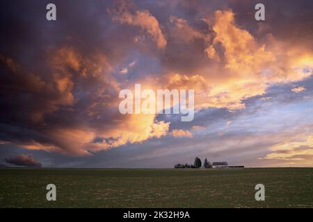 A sunset view on a green field with purple and blue clouds and a farm silhouette against Stock Photo