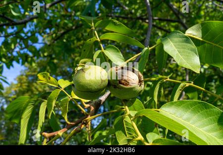 Walnuts on the tree in autumn Stock Photo