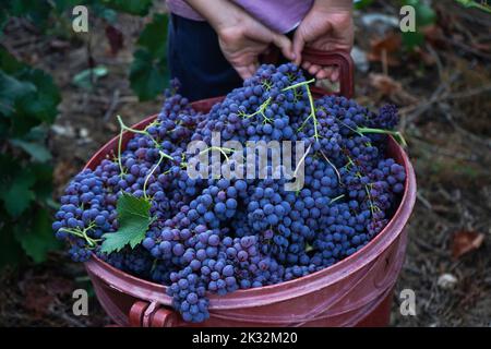Kid holding bucket full of freshly harvested grapes. Grape harvesting season Stock Photo