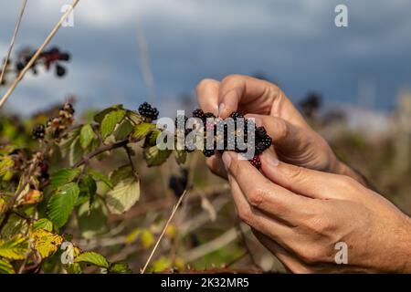 A close up of a man picking blackberries in late summer Stock Photo
