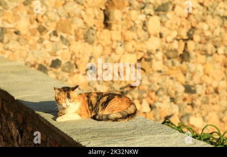 Cute tricolor white red brown cat is laying on the cement parapet and enjoying basking in the sun against ancient stone fortress wall, Monemvasia Stock Photo