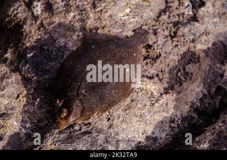 A top view shot of a rock sole on a rock Stock Photo
