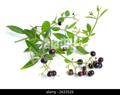 Rubia tinctorum, the rose madder or common madder or dyer's madder. Isolated on white background, Stock Photo