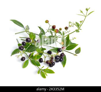 Rubia tinctorum, the rose madder or common madder or dyer's madder. Isolated on white background, Stock Photo