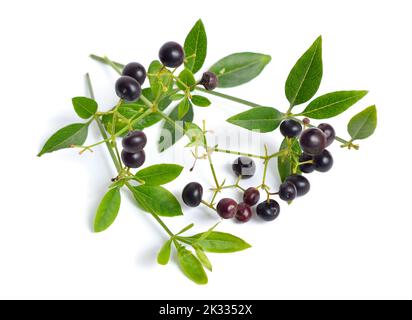 Rubia tinctorum, the rose madder or common madder or dyer's madder. Isolated on white background, Stock Photo