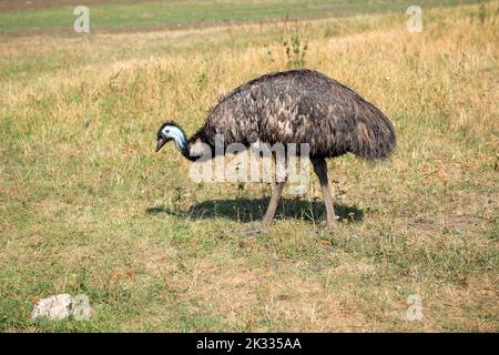 Emu (Dromaius novaehollandiae). A large Australian flightless bird Stock Photo