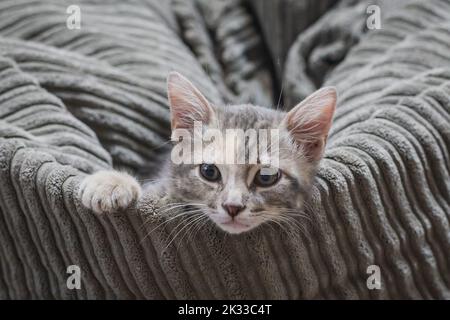 Small kitten resting on the sofa with eyes on camera Stock Photo