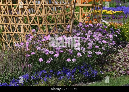 Scabiosa flowers and bamboo ornament in the garden. Stock Photo